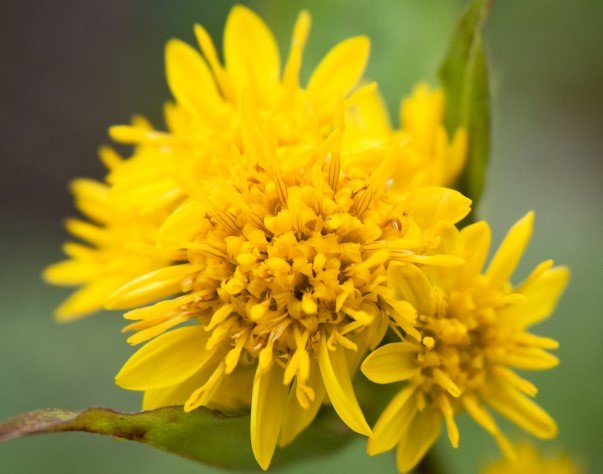 Goldenrod