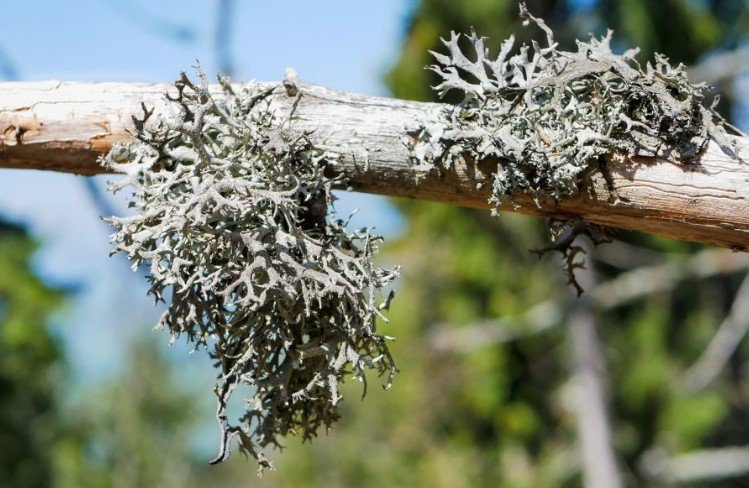 Icelandic Lichen