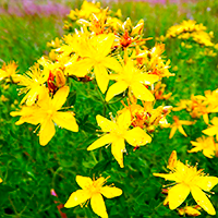 Epilobium
